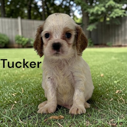 puppy, for, sale, Cocker Spaniel, Joe & Cherri  Overlease, dog, breeder, Miller, MO, dog-breeder, puppy-for-sale, forsale, nearby, find, puppyfind, locator, puppylocator, aca